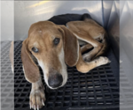Small #4 Beagle