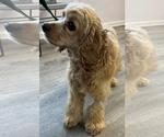 Small #7 Cocker Spaniel