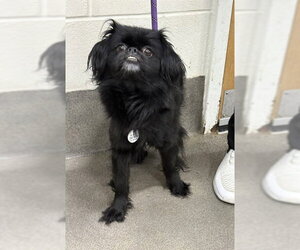 Pekingese Dogs for adoption in Forestville, MD, USA
