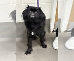 Small Pekingese