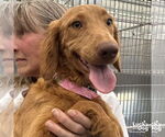 Small #2 Dachshund Mix