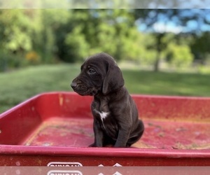 German Shorthaired Pointer Puppy for Sale in FRONT ROYAL, Virginia USA