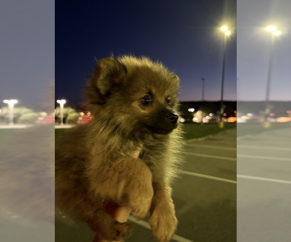 Medium Photo #2 Pomeranian Puppy For Sale in DAVENPORT, FL, USA