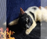 Small Photo #39 Newfoundland Puppy For Sale in AURORA, IN, USA