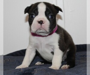 Boston Terrier Puppy for sale in BROOKSVILLE, FL, USA