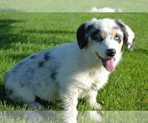 Welsh Cardigan Corgi Puppy for Sale in BETHEL, Missouri USA
