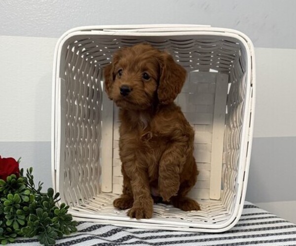 Medium Photo #3 Cavapoo Puppy For Sale in STANLEY, WI, USA