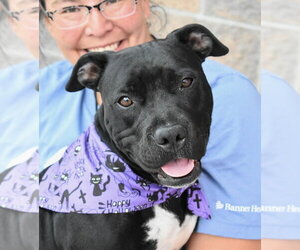 Peach - Female Boxer-Unknown Mix Dog for Adoption - Photo #2