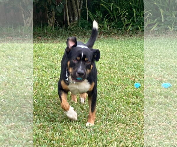 Medium Photo #2 Mutt Puppy For Sale in Ridgefield, CT, USA