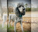 Small #4 Poodle (Standard)