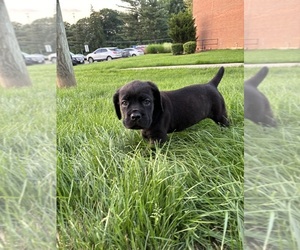 Cane Corso Puppy for Sale in WOODBRIDGE, Virginia USA