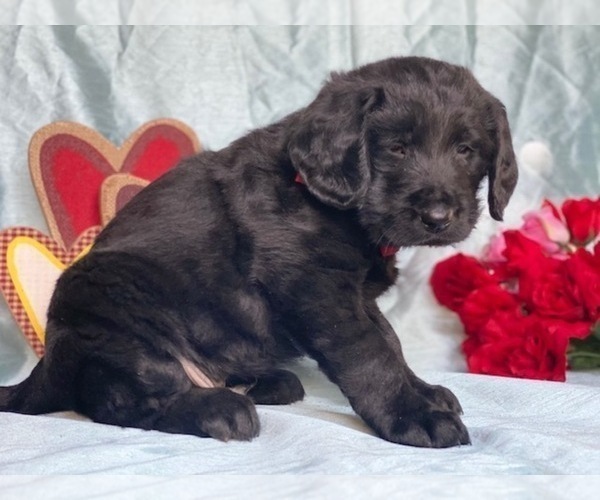 Medium Photo #2 Labradoodle Puppy For Sale in LANCASTER, PA, USA