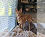 Small Photo #4 Chihuahua Puppy For Sale in Sandy, UT, USA