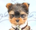 Small Photo #18 Yorkshire Terrier Puppy For Sale in LAS VEGAS, NV, USA