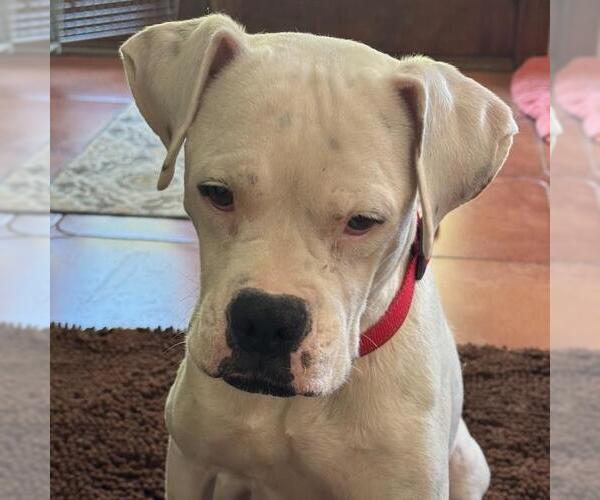 Medium Photo #4 Boxer Puppy For Sale in San Diego, CA, USA