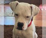 Small #3 Boxer