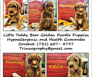 Goldendoodle Puppy for sale in SAVANNAH, TN, USA