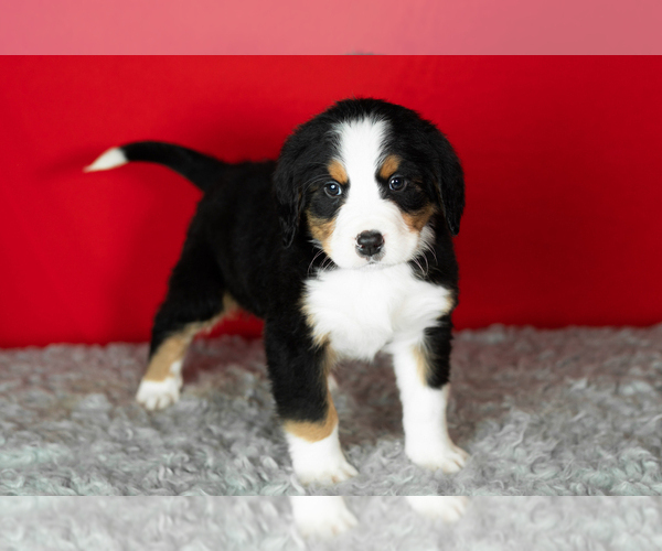 Medium Photo #11 Bernese Mountain Dog Puppy For Sale in MILLERSBURG, IN, USA