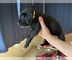 Medium Cane Corso