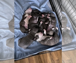 American Staffordshire Terrier Puppy for sale in NORFOLK, VA, USA