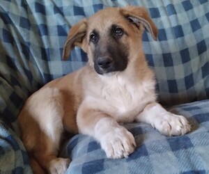 King Shepherd Puppy for sale in YUCCA VALLEY, CA, USA