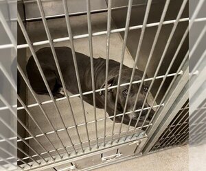 Mastiff Dogs for adoption in Modesto, CA, USA