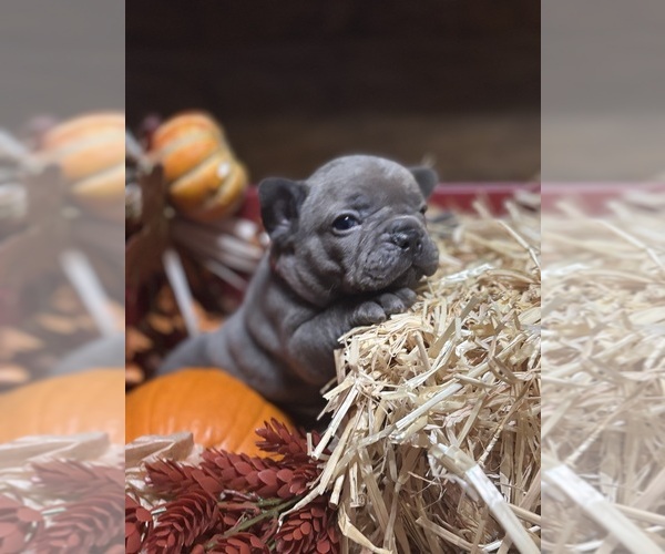 Medium Photo #1 French Bulldog Puppy For Sale in ASHLEY, IL, USA