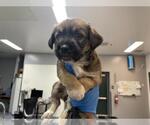 Small Mutt