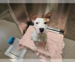 Small Bull Terrier Mix