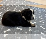 Small #9 Australian Shepherd