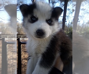 Siberian Husky Puppy for sale in FLORENCE, SC, USA