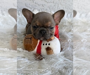 French Bulldog Puppy for Sale in CAPE CORAL, Florida USA