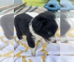 Small Photo #3 Miniature Australian Shepherd Puppy For Sale in BUSH, LA, USA
