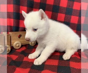 Siberian Husky Puppy for sale in DEARBORN, MO, USA
