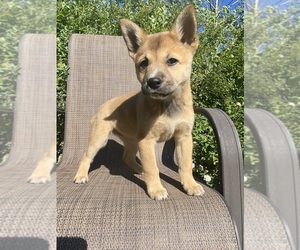 English Shepherd-Jack Russell Terrier Mix Puppy for sale in RICHMOND, MI, USA