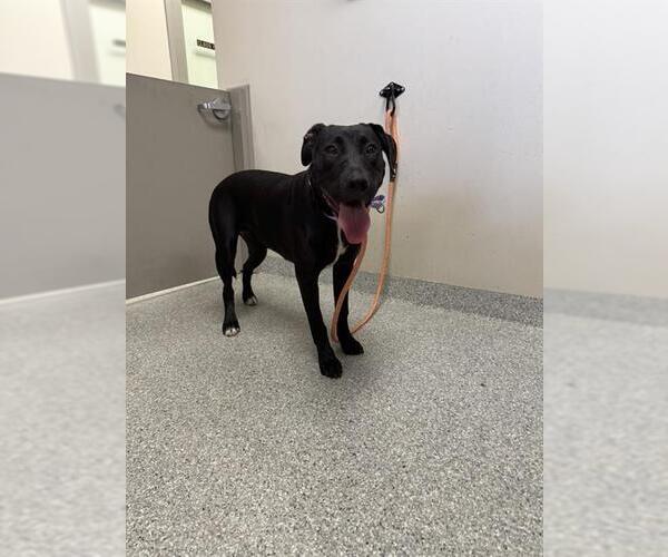 Medium Photo #1 American Pit Bull Terrier-Unknown Mix Puppy For Sale in Pasadena, TX, USA