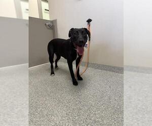 American Pit Bull Terrier-Unknown Mix Dogs for adoption in Pasadena, TX, USA