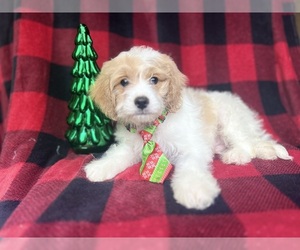 Cavapoo Puppy for sale in LAKELAND, FL, USA