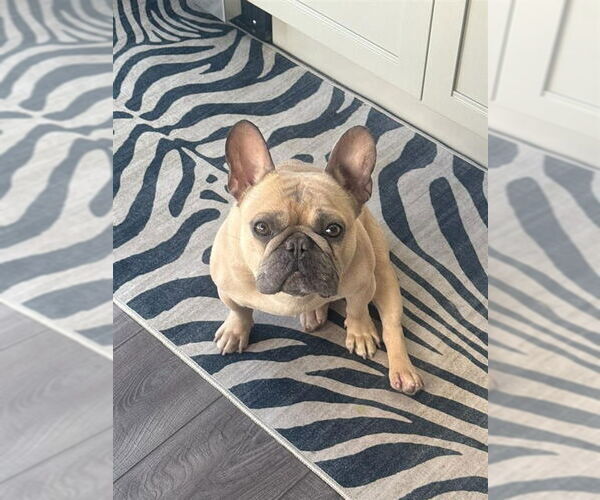 Medium Photo #7 French Bulldog Puppy For Sale in Lake Forest, CA, USA