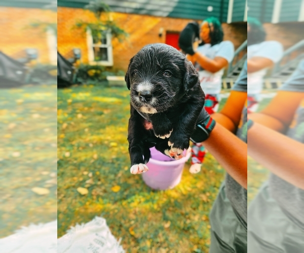 Medium Photo #1 Golden Mountain Dog Puppy For Sale in CHARLOTTE, NC, USA