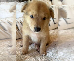 Golden Labrador Dogs for adoption in Lakewood, CO, USA