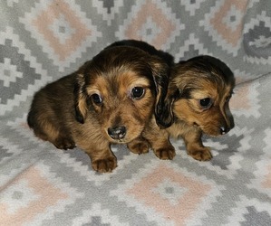 Chiweenie Puppy for sale in WALSH, IL, USA