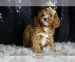 Small Photo #97 Cavapoo Puppy For Sale in WARSAW, IN, USA