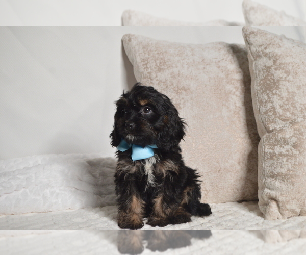 Medium Photo #19 Cavapoo Puppy For Sale in CHRISTIANA, PA, USA