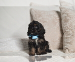 Small #18 Cavapoo