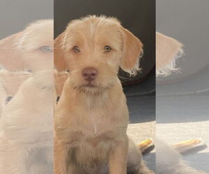 Jack Russell Terrier-Wheaten Terrier Mix Dogs for adoption in Pottstown, PA, USA