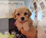 Puppy Puppy 2 Maltipoo