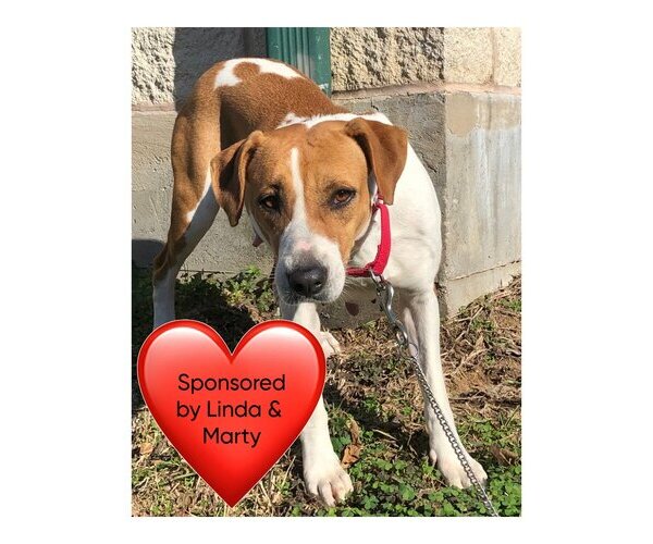 Medium Photo #5 Mutt Puppy For Sale in San Leon, TX, USA