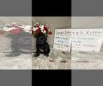 Small Photo #10 Golden Labrador Puppy For Sale in ROCKFORD, MI, USA