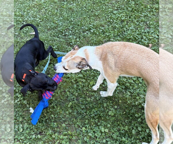 Medium Photo #3 Labrador Retriever-Unknown Mix Puppy For Sale in Springdale, PA, USA